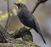 Rusty Blackbird