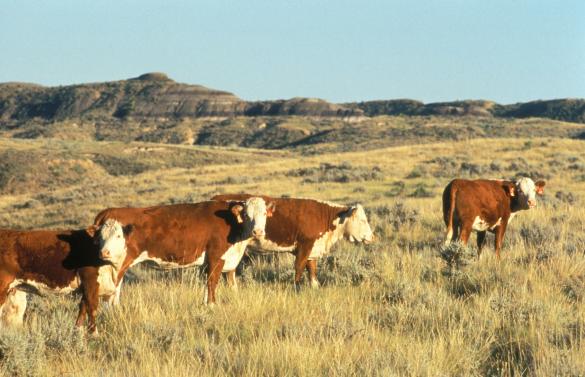 Cattle Grazing in Montana