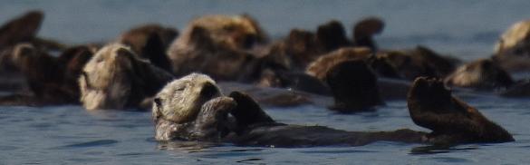 A Group of sea otters near Boulder Island in Glacier Bay National Park, southeastern Alaska.