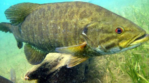 Smallmouth Bass