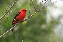 Scarlet Tanager, Credit: Tim Lenz, Flickr