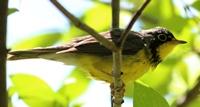 Canada Warbler