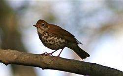 Wood Thrush, Credit: Henry T McLin, Flickr