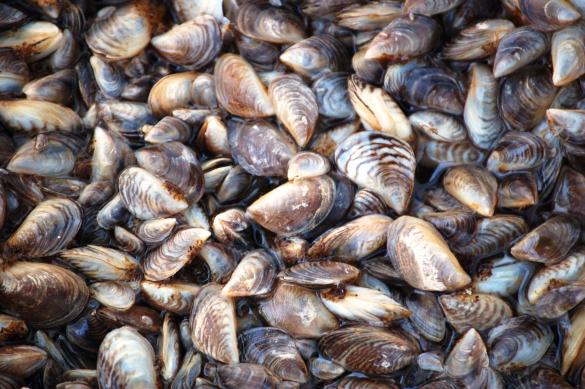 zebra mussels