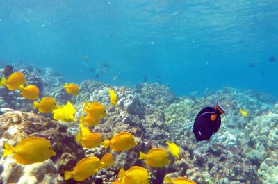 a school of Yellow Tang