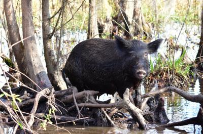 a feral hog in the swamp
