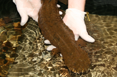 Eastern hellbender