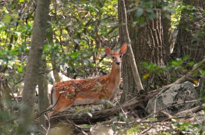 Whitetail Deer on the Appalachian Trail