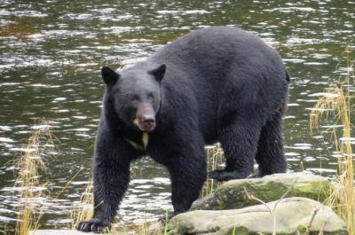 Black bear in Alaska