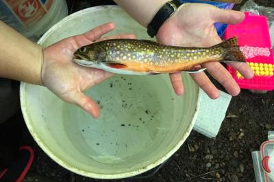 image of Brook Trout