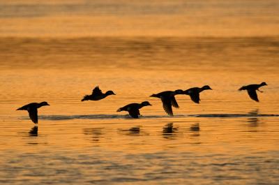 Buffleheads taking flight