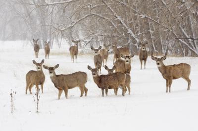 Deer herd