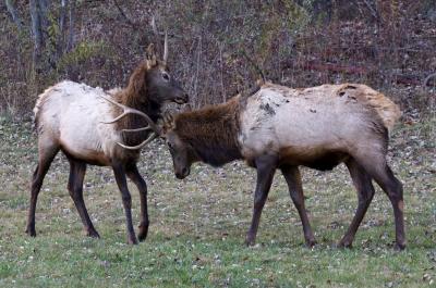 Pair of elk