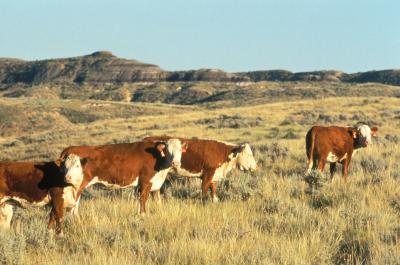 Cattle Grazing in Montana