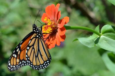 Monarch butterfly