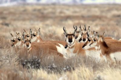 Pronghorn at Seedskadee National Wildlife Refuge