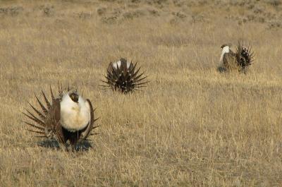 image of Sage Grouse in a Field, Credit: U.S. Department of Agriculture, Flickr" title="Sage Grouse in a Field, Credit: U.S. Department of Agriculture, Flickr