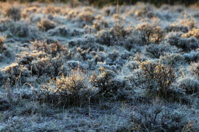 Sagebrush landscape