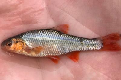 male Topeka Shiner