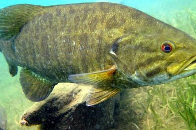 Smallmouth Bass