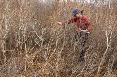 A researcher explores young forest habitat.