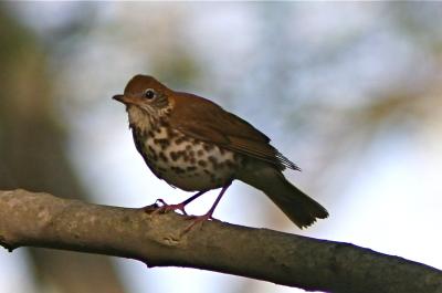 Wood thrush