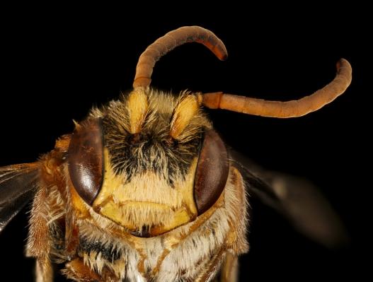 Nomada maculata. a clepto-parasitic bee