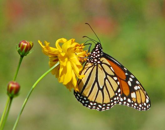 Monarch butterfly pollinating a flower