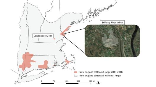 New England Cottontail Mapping