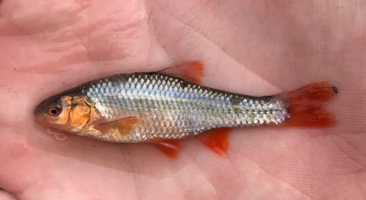 male Topeka Shiner